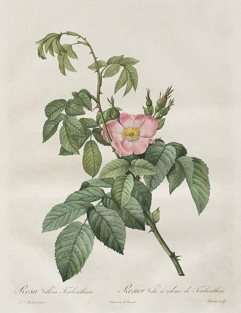 Rosa Villosa Terebenthina - Cleveland Museum of Art